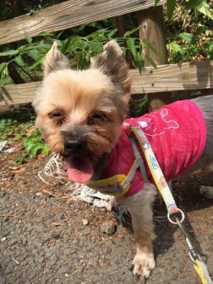 『保護犬を助け続けるデイサービスに力を貸して下さい』2月28日まで運営支援のクラウドファンディングを受付