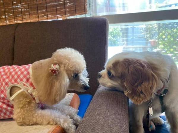 『保護犬を助け続けるデイサービスに力を貸して下さい』2月28日まで運営支援のクラウドファンディングを受付