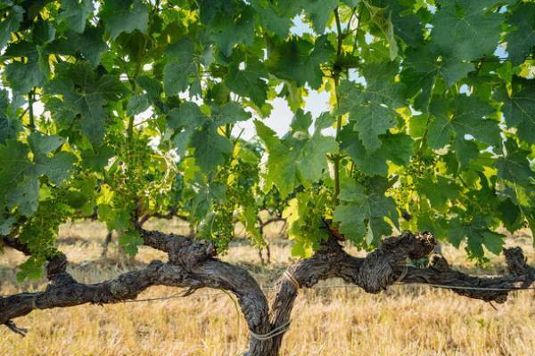 イタリアが誇る銘醸ワイン「オルネッライア」の最新ヴィンテージ2020＆アートボトルがサザビーズオークションで競売に(9月7日～21日開催予定)　“ワインと芸術の融合”テーマは『LA PROPORZIONE(調和)』