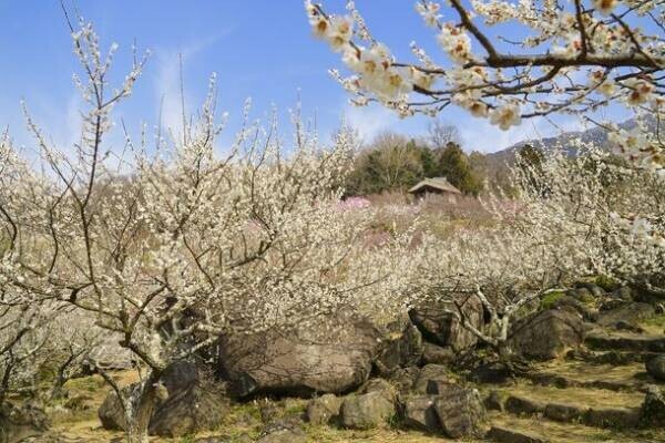 約1,000本もの梅が咲き誇る「第50回筑波山梅まつり」2月18日(土)～3月19日(日)に開催