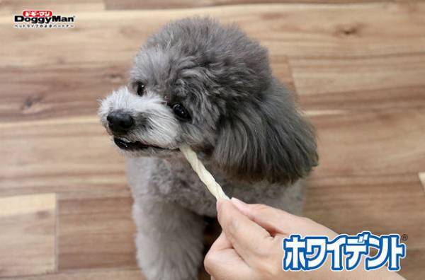 ドギーマンと獣医師が共同開発、食べる歯みがき習慣『ホワイデント』シリーズから新しく3種が2月20日に発売！