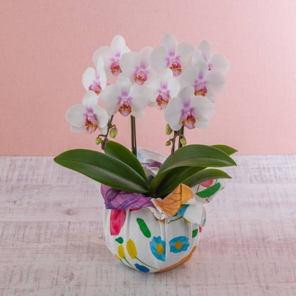 ～母と、母のような大切な人に、心からの「ありがとう」を。～日比谷花壇の母の日フラワーギフト2023年2月14日（火）から、日比谷花壇オンラインショッピングサイトで注文受付開始