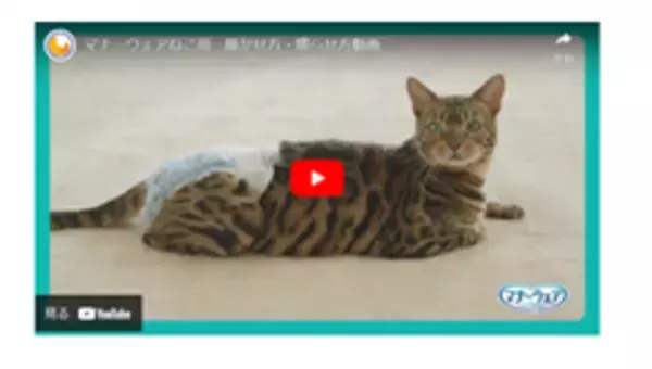 大きなねこちゃんにぴったり『マナーウェア』ねこ用Lサイズ新発売