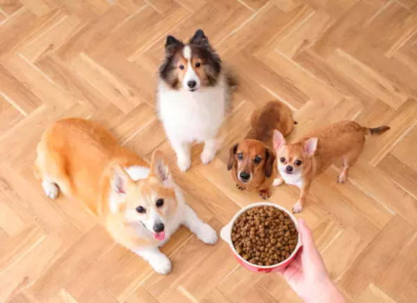 筋肉量が衰え始めるシニア犬向けドッグフードの新商品！高たんぱく＆低脂質の「ハイプロテインレシピ リガロ」から“ホワイトフィッシュ 7歳以上用”が3月15日(水)発売