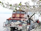 日本のさくら名所100選の「海津大崎」へのお花見クルーズを4月1日(土)から4月16日(日)の期間限定で運航開始！