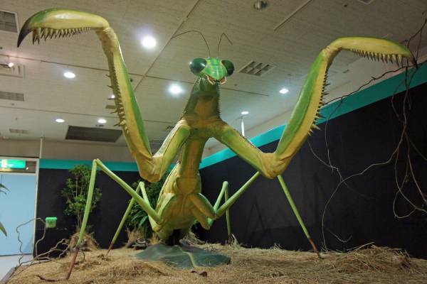 2月16日(木)より「めっちゃ！昆虫展」前売券販売開始めっちゃ！おトク情報 　昆虫展入場券はひらパー入園特典付き！