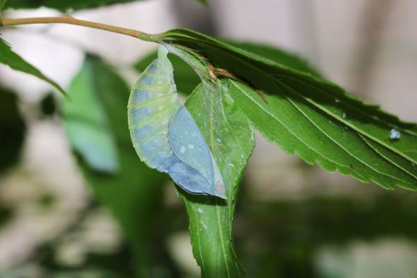 2月16日(木)より「めっちゃ！昆虫展」前売券販売開始めっちゃ！おトク情報 　昆虫展入場券はひらパー入園特典付き！