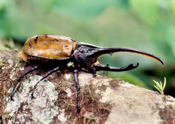 2月16日(木)より「めっちゃ！昆虫展」前売券販売開始めっちゃ！おトク情報 　昆虫展入場券はひらパー入園特典付き！