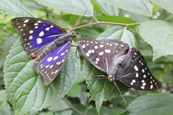 2月16日(木)より「めっちゃ！昆虫展」前売券販売開始めっちゃ！おトク情報 　昆虫展入場券はひらパー入園特典付き！
