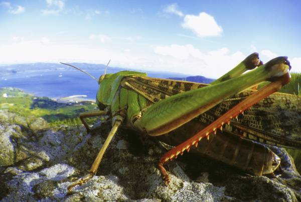 2月16日(木)より「めっちゃ！昆虫展」前売券販売開始めっちゃ！おトク情報 　昆虫展入場券はひらパー入園特典付き！