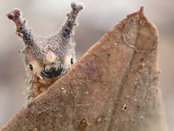 2月16日(木)より「めっちゃ！昆虫展」前売券販売開始めっちゃ！おトク情報 　昆虫展入場券はひらパー入園特典付き！
