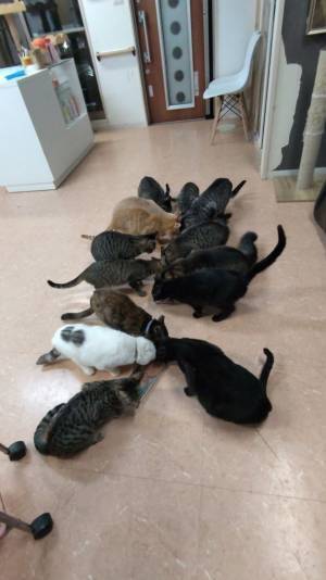 「滋賀県に、のら猫手術専門の病院を作りたい！」2月28日までクラウドファンディングを実施