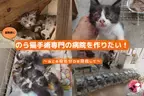 「滋賀県に、のら猫手術専門の病院を作りたい！」2月28日までクラウドファンディングを実施