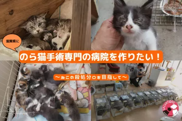 「滋賀県に、のら猫手術専門の病院を作りたい！」2月28日までクラウドファンディングを実施
