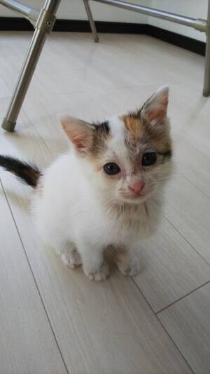 「滋賀県に、のら猫手術専門の病院を作りたい！」2月28日までクラウドファンディングを実施