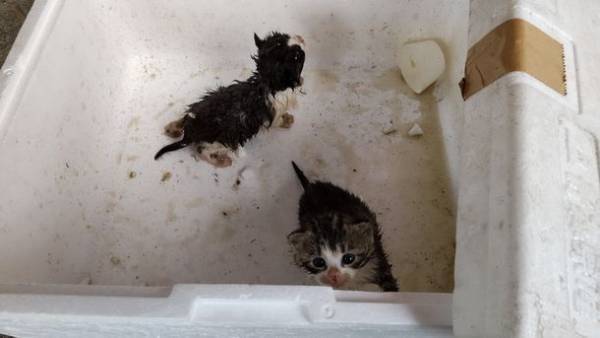 「滋賀県に、のら猫手術専門の病院を作りたい！」2月28日までクラウドファンディングを実施