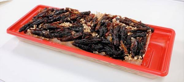 新潟発　栄養豊富で注目の“昆虫食”がお寿司に！新商品「175Sushi(イナゴスシ)」が2月24日(金)発売