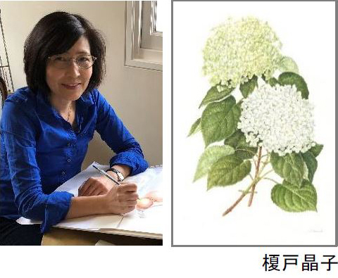 イベントタイトル決定！ 六甲山ボタニカルフェア六甲高山植物園×ROKKO森の音ミュージアム合同開催