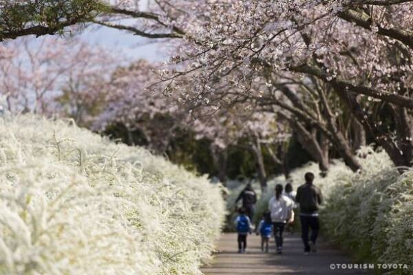 まもなく見頃到来！豊田市の桜の名所を紹介する「とよたの桜特集2023」をホームページにて公開