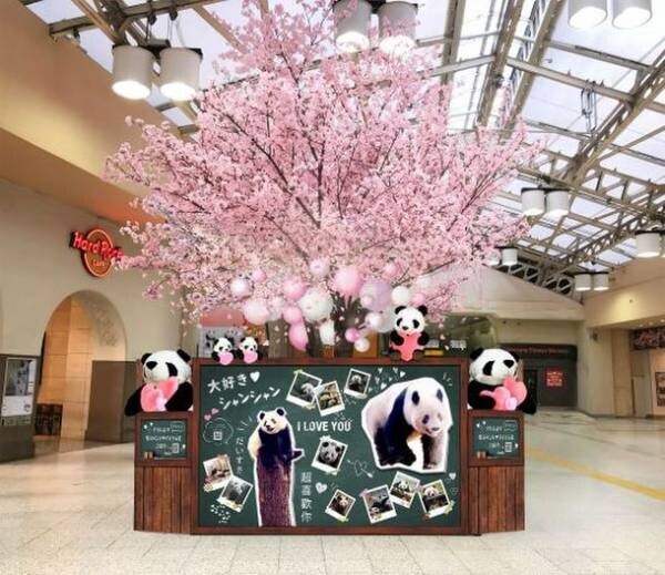 アトレ上野×JR上野駅　ずぅっと#らぶらぶシャンシャン桜ツリーが登場！アトレ上野館内がシャンシャンの写真一色になります！！