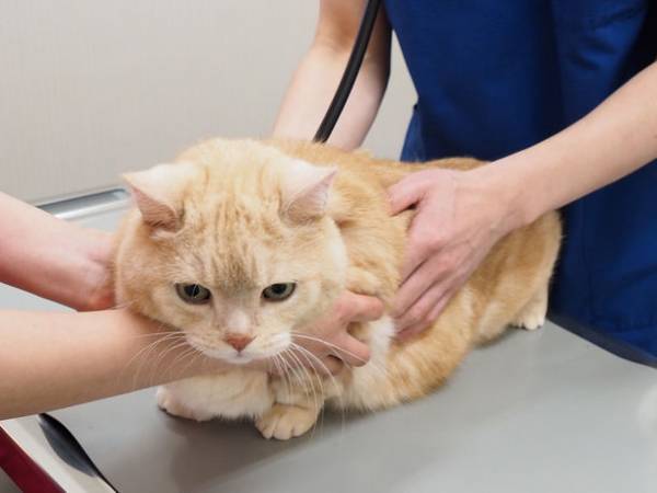 2月22日(にゃんにゃんにゃん)は「猫の健康診断の日」　Team HOPEにて猫の健康診断キャンペーン実施中！　～猫の健康診断 受診体験記　WEBサイト公開～