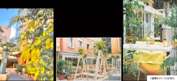 川崎駅前「ラ チッタデッラ」のレストラン連動企画　春の訪れをミモザメニューで先取り！『MIMOSA FAIR』3月12日まで開催中　～川島海荷さんトークショーや、出店数過去最大規模のマルシェなども～