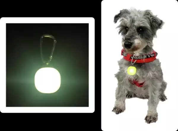 ～夜が安心に！遠くからよく見える～ペット用お散歩ライト『GOGO(ゴーゴー)ナイト』新発売