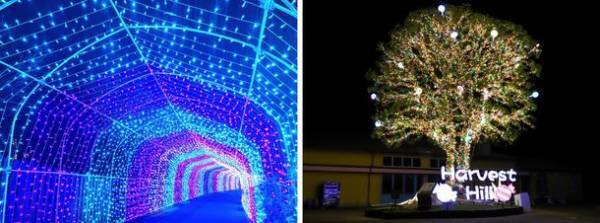 好評につき「Wonder Night Hill 2022」3月まで期間延長！大阪堺市『ハーベストの丘』100万球が彩るイルミネーション