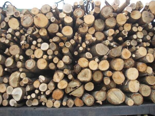国産認証木材を購入、加工も頼める新事業「国産FSC(R)認証広葉樹材販売事業」を3月1日に開始