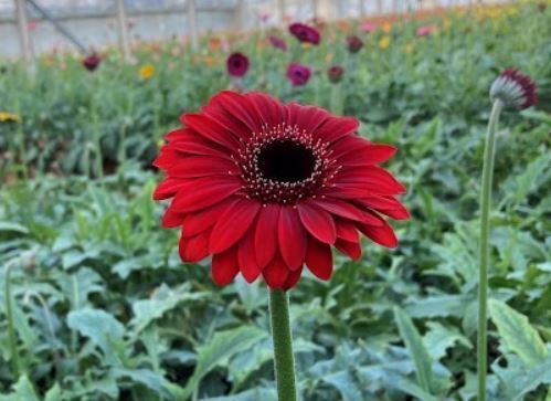 【再送】【あべのハルカス近鉄本店】東北の今を伝える「東北六県　味と技めぐり」開催