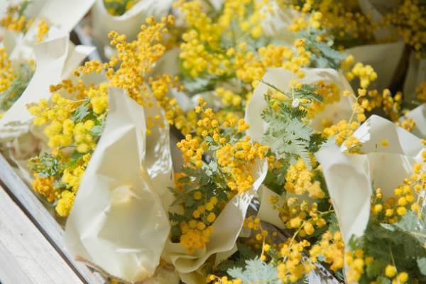 コロナ禍後の未来に向かって、川崎駅周辺が春を告げる“ミモザイエロー”で染まる『MIMOSA FESTA 2023』川崎駅周辺の9つの大型商業施設が連携　「全国都市緑化かわさきフェア」のブース出店も決定