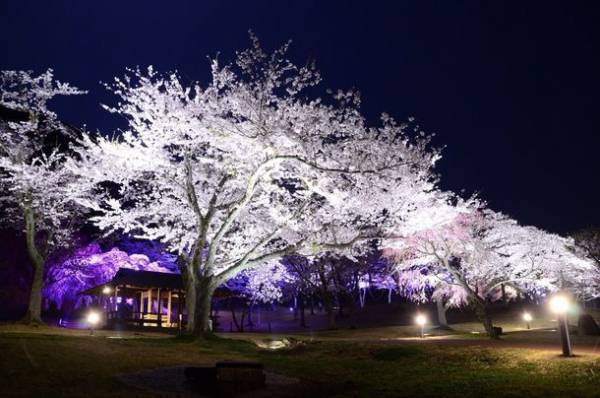 全長3kmの“桜のトンネル”や「さくら名所100選」に認定　伊東市の観賞スポットを紹介＆桜開花状況を公開