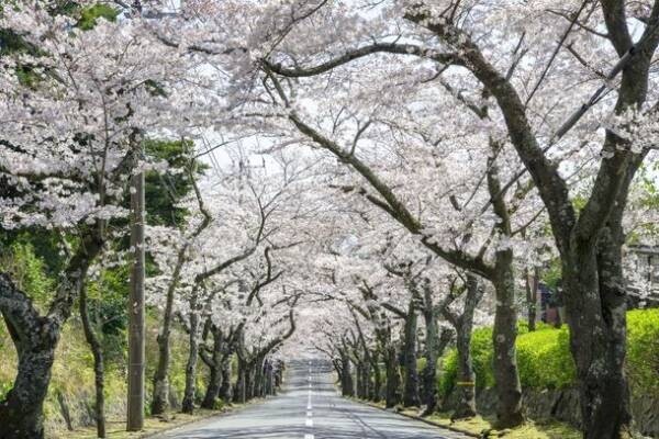 全長3kmの“桜のトンネル”や「さくら名所100選」に認定　伊東市の観賞スポットを紹介＆桜開花状況を公開