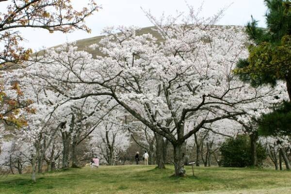 全長3kmの“桜のトンネル”や「さくら名所100選」に認定　伊東市の観賞スポットを紹介＆桜開花状況を公開
