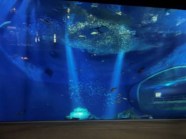 アクアワールド・大洗「もっともっと、新世海！」　3月21日より屋外エリアをリニューアル！