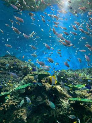 アクアワールド・大洗「もっともっと、新世海！」　3月21日より屋外エリアをリニューアル！