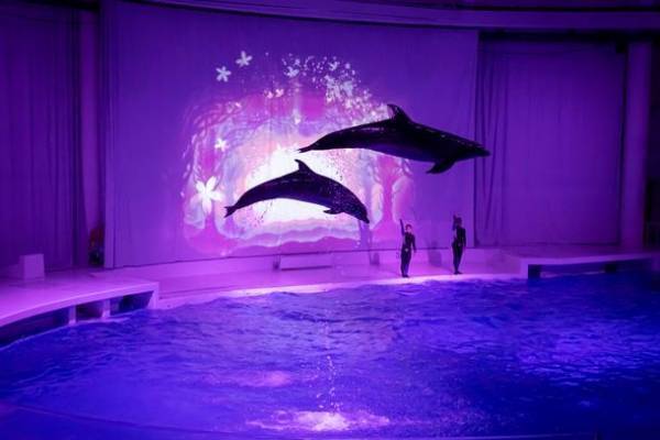 アクアワールド・大洗「もっともっと、新世海！」　3月21日より屋外エリアをリニューアル！