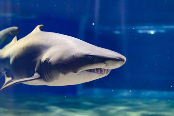 アクアワールド・大洗「もっともっと、新世海！」　3月21日より屋外エリアをリニューアル！