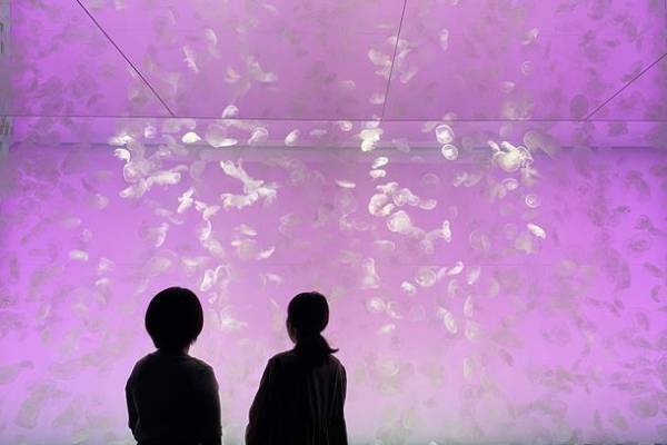 アクアワールド・大洗「もっともっと、新世海！」　3月21日より屋外エリアをリニューアル！