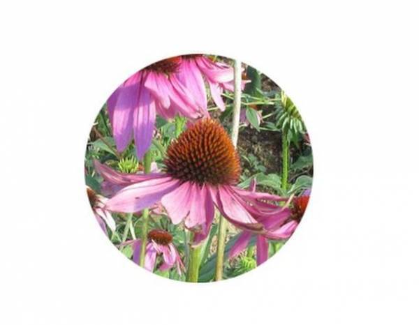 肌のバリア機能に有効な『ムラサキバレンギク新エキス』を開発　日本農芸化学会2023年度大会にて発表