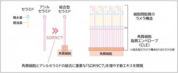肌のバリア機能に有効な『ムラサキバレンギク新エキス』を開発　日本農芸化学会2023年度大会にて発表