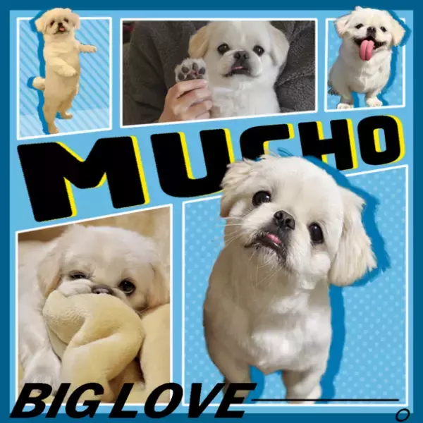 SNSで大人気！可愛くて愛おしいペット特集　WEBメディア「chocure(チョキュア)」で公開