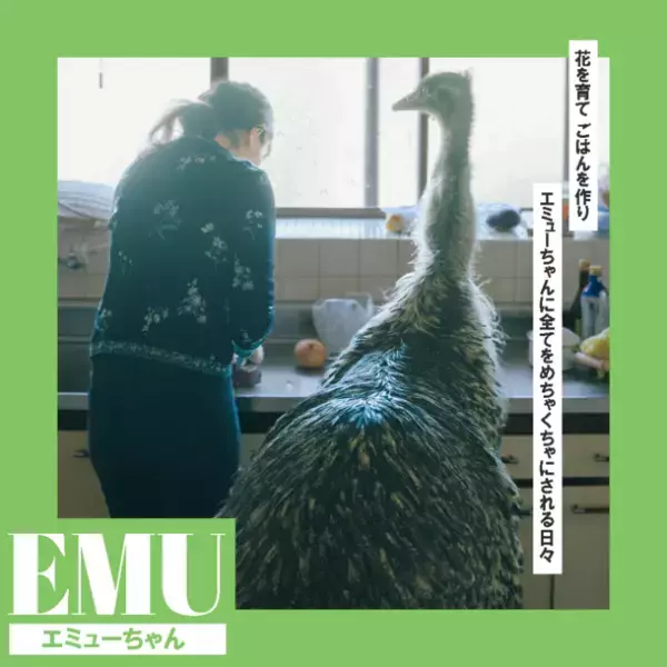 SNSで大人気！可愛くて愛おしいペット特集　WEBメディア「chocure(チョキュア)」で公開