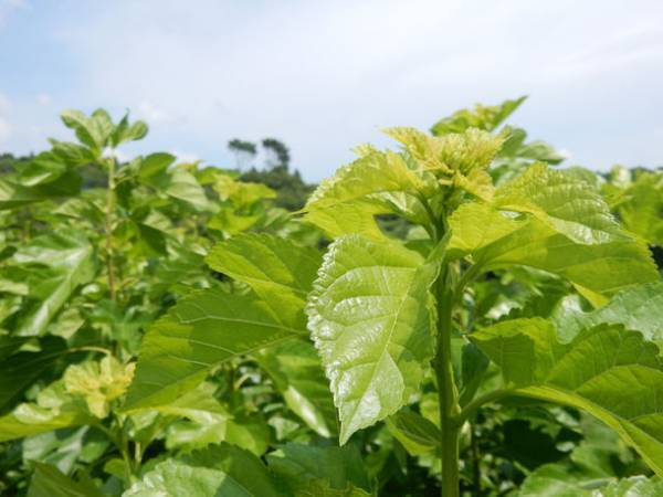 繊維業界初！形状保持構造をもつ洗えるシルク100％糸「姫＋」が“知恵-1グランプリ チャレンジ部門 優秀賞”を受賞