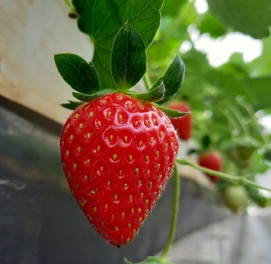 【あべのハルカス近鉄本店】百貨店内で手軽にいちご摘み体験ができる「いちごの庭プロジェクト」が3月15日スタート