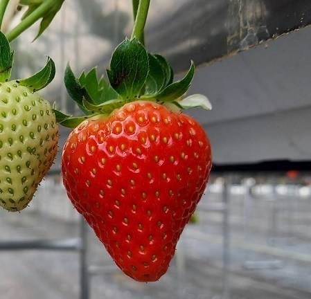 【あべのハルカス近鉄本店】百貨店内で手軽にいちご摘み体験ができる「いちごの庭プロジェクト」が3月15日スタート