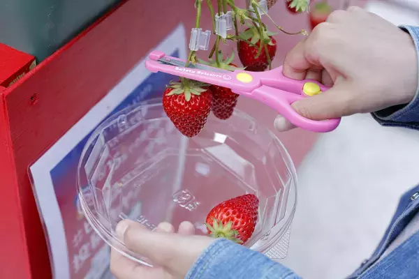 【あべのハルカス近鉄本店】百貨店内で手軽にいちご摘み体験ができる「いちごの庭プロジェクト」が3月15日スタート