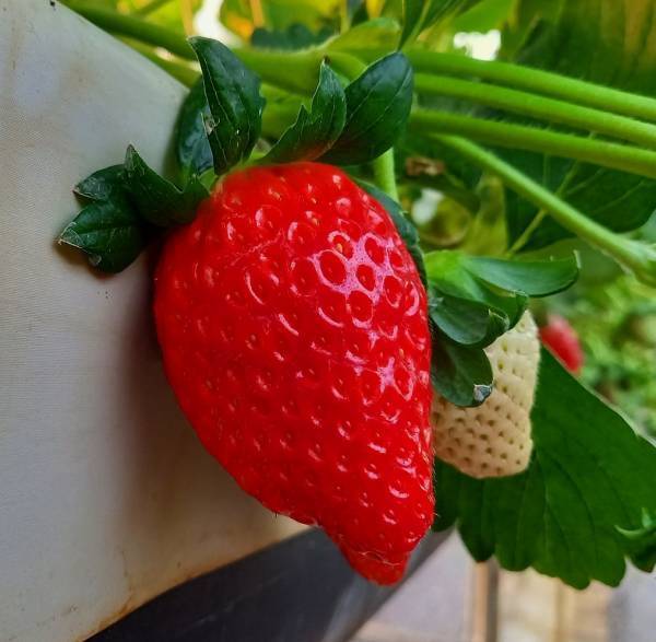 【あべのハルカス近鉄本店】百貨店内で手軽にいちご摘み体験ができる「いちごの庭プロジェクト」が3月15日スタート