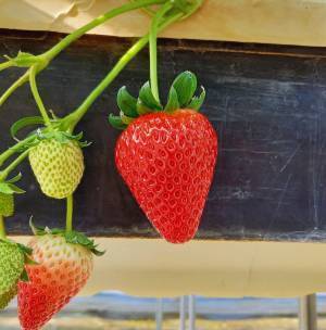 【あべのハルカス近鉄本店】百貨店内で手軽にいちご摘み体験ができる「いちごの庭プロジェクト」が3月15日スタート