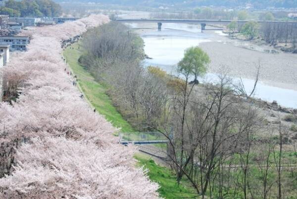 「第40回ふっさ桜まつり」を4月1日(土)～9日(日)に開催！～4年ぶりの開催！多摩川堤防沿い約2.5kmに桜が咲き誇る～